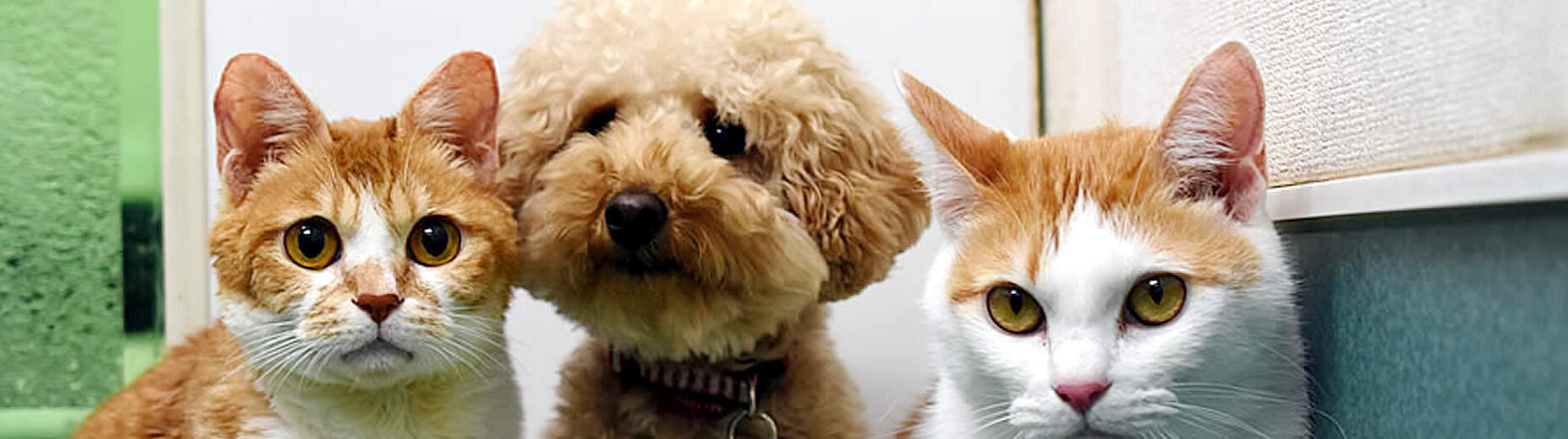 千葉市稲毛区のクレッセ動物病院は、犬・猫を診療しています。ワンニャン検診・避妊と去勢手術・狂犬病などの予防注射。　駐車場3台有