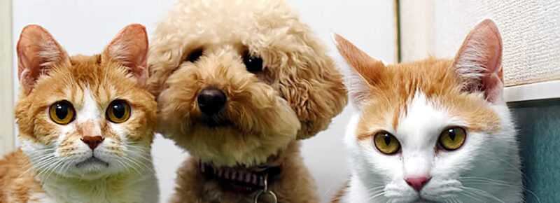 千葉市稲毛区のクレッセ動物病院は、犬・猫を診療しています。ワンニャン検診・避妊と去勢手術・狂犬病などの予防注射。　駐車場3台有