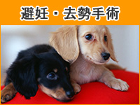 避妊と去勢手術